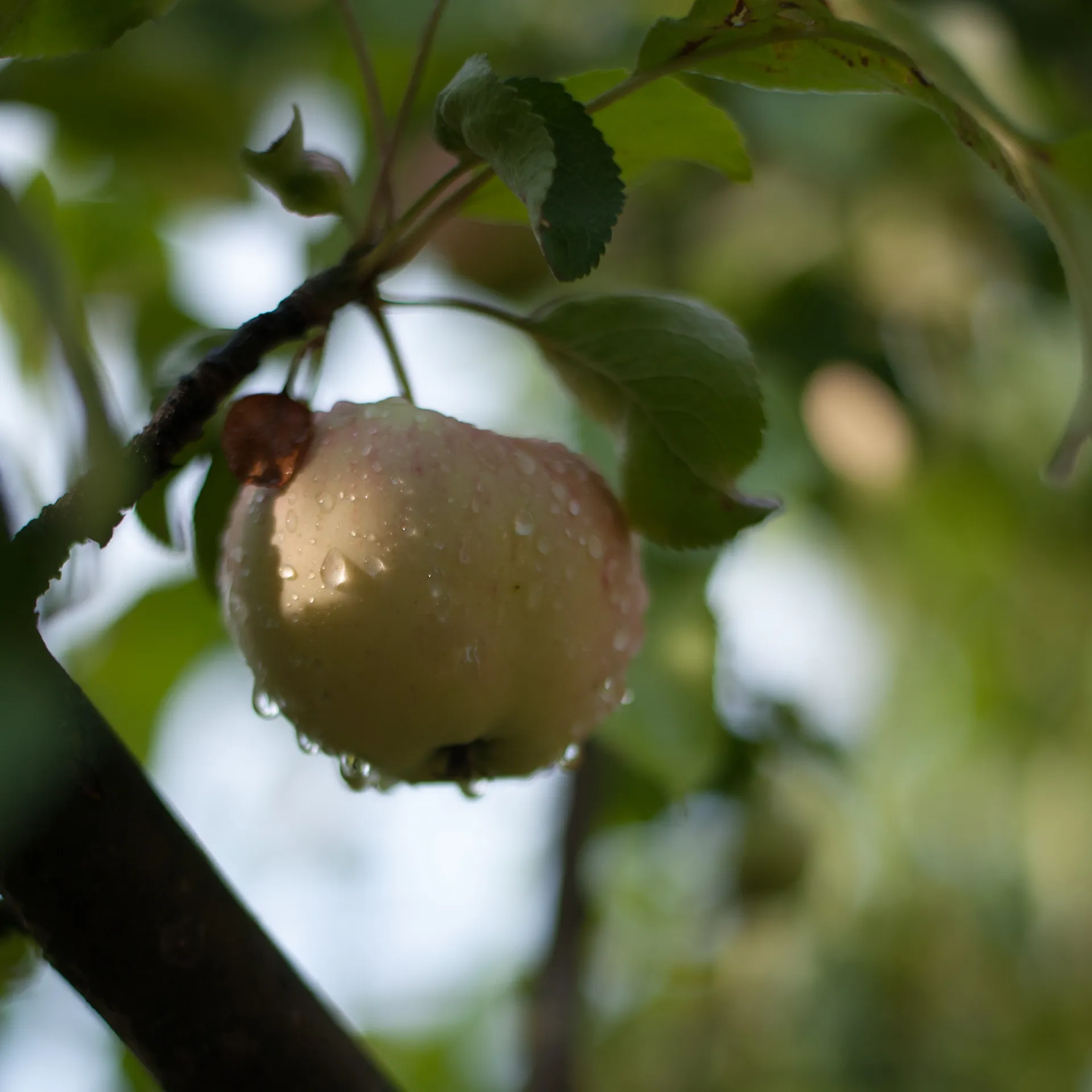 Poire sur sa branche