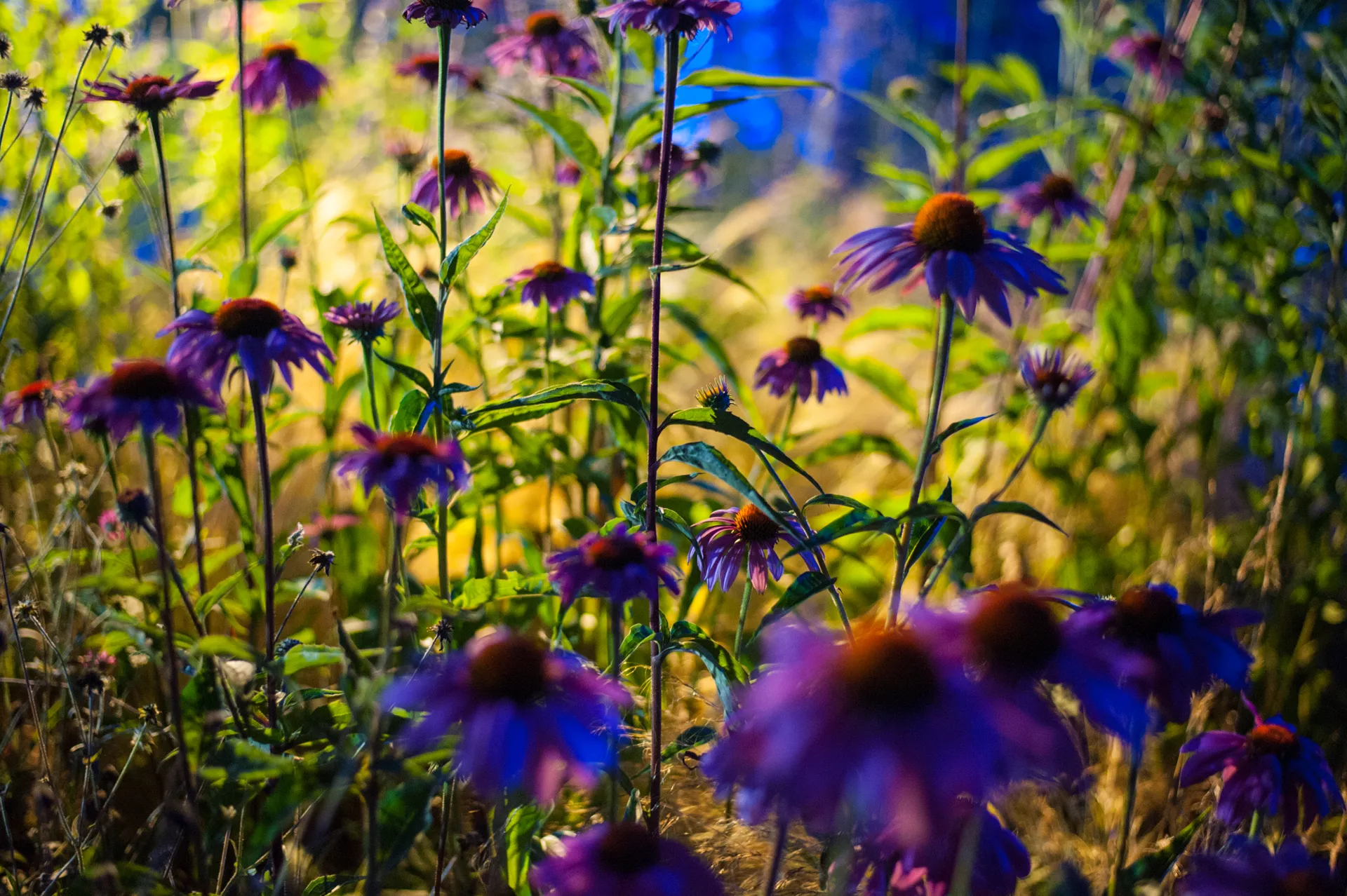 Fleurs des champs